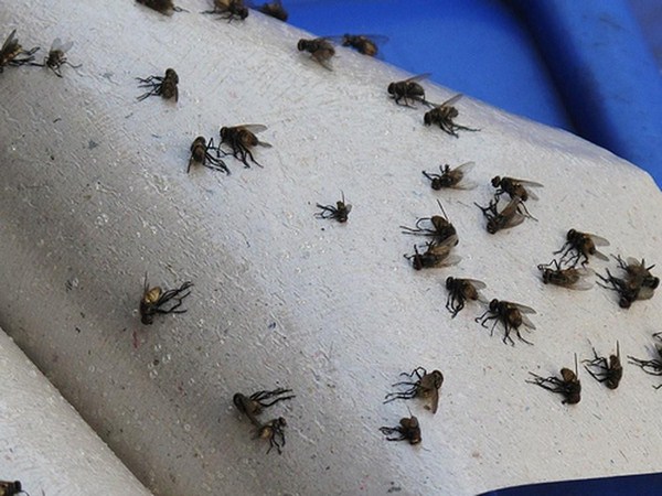 Bẫy ruồi bạn đang dùng liệu có an toàn hay không?