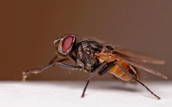 Thế nào diệt ruồi bằng phương pháp hữu cơ?